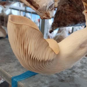 Kit de Pleurotus Eringi